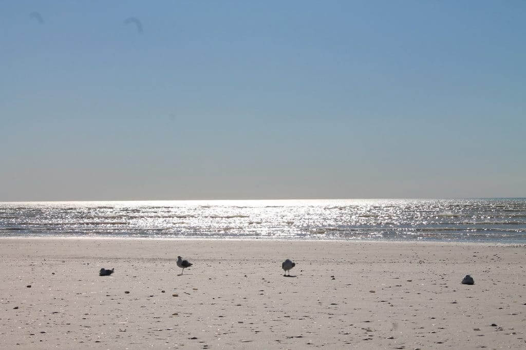 le-paradis-des-oiseaux-à-Eighty-Mile-Beach en Australie