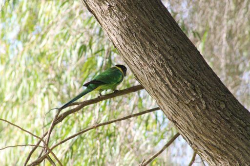 oiseau-à-Yanchep National Park en Australie
