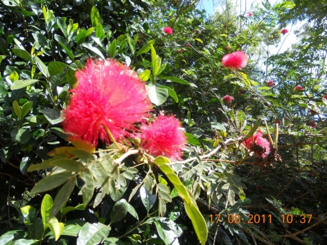 végétation rose gums wilderness végétation rose gums wilderness retreat en Australie
