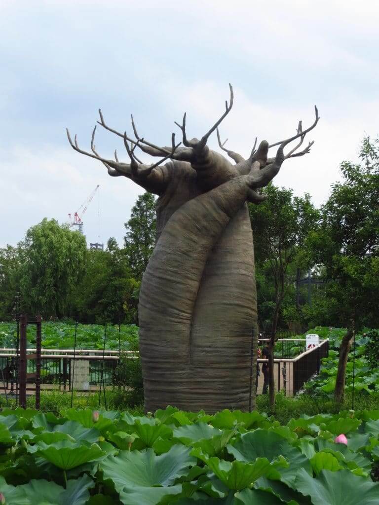 baobab dans le parc d'Ueno à Tokyo
