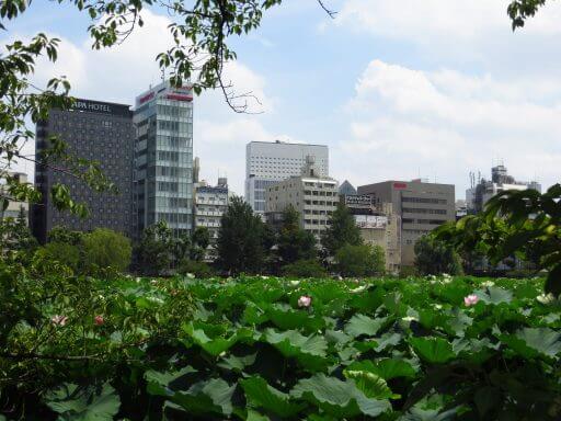 derrière les lotus les immeubles Parc Ueno à Tokyo