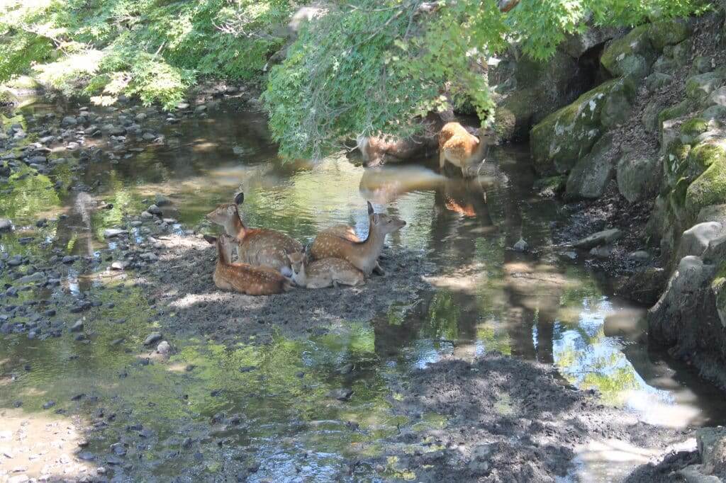 des cerfs à Nara