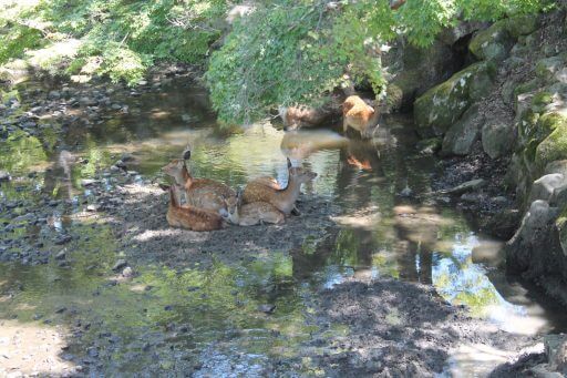 des cerfs à Nara