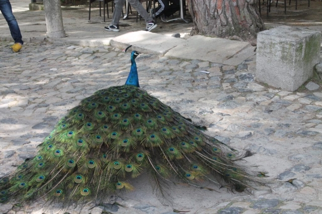Paon dans les allées du château St Georges à Lisbonne