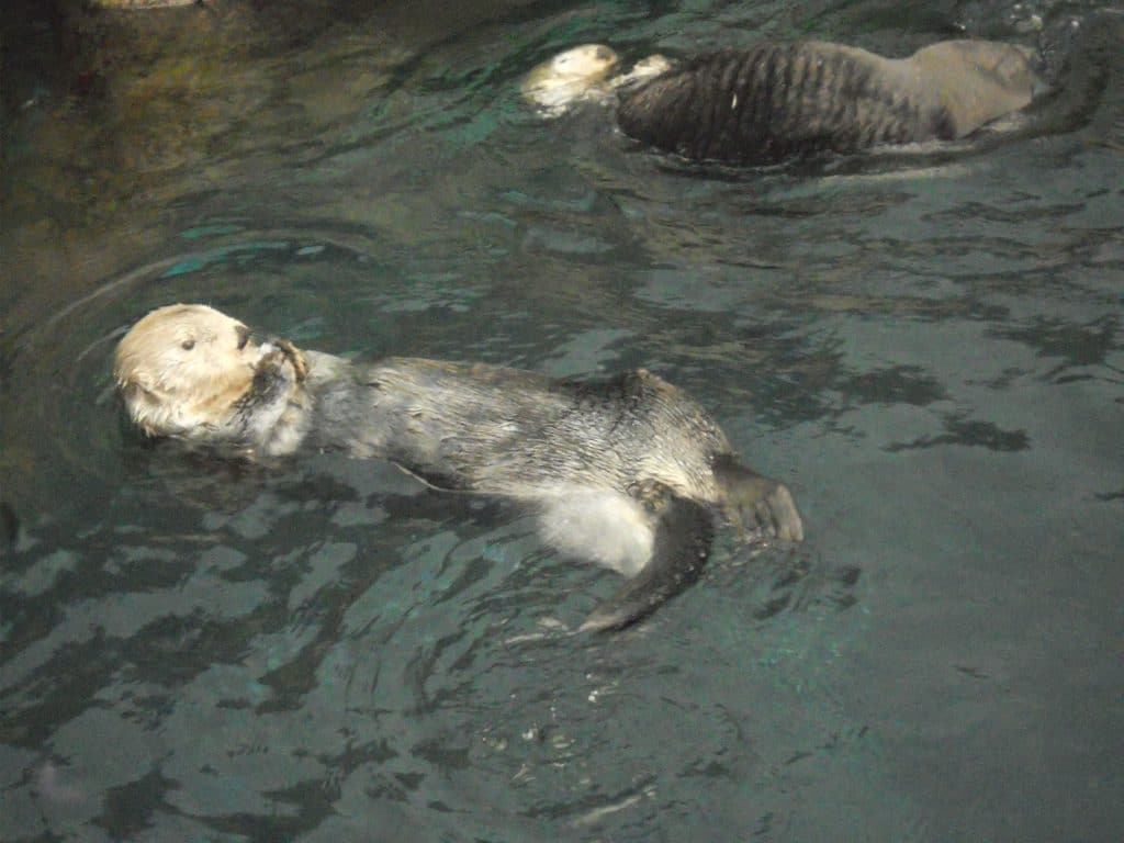 Aquarium de Lisbonne