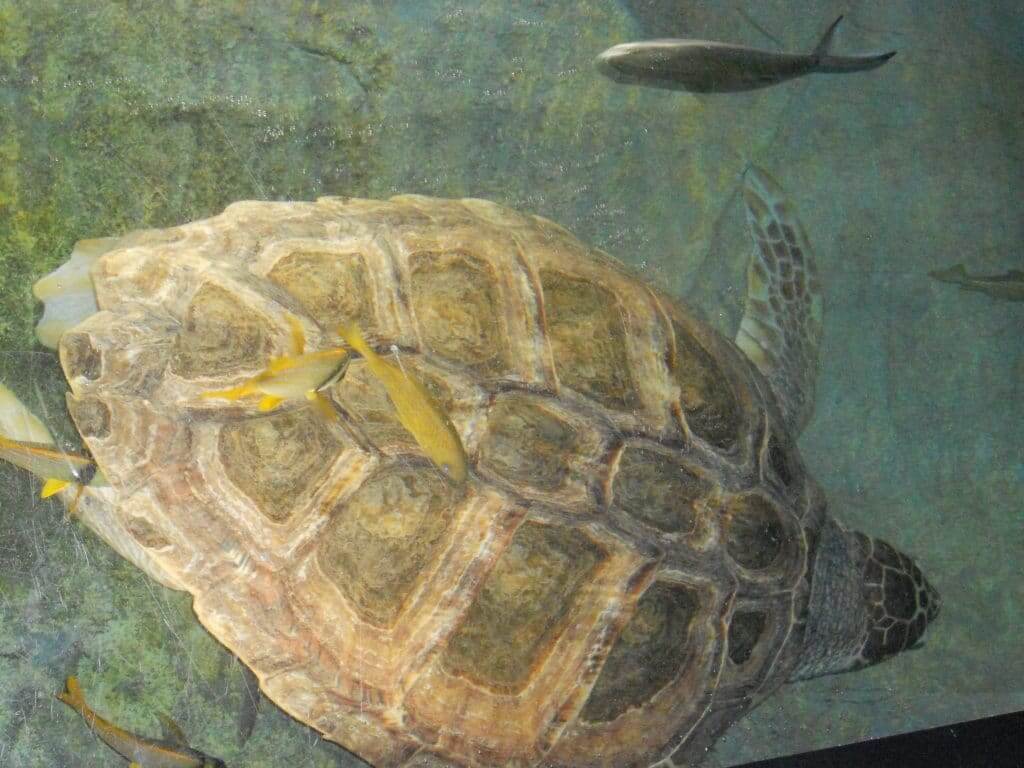 Aquarium de Lisbonne