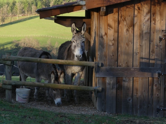 Ânes du gîte Aux trois sapins Lac des sapin