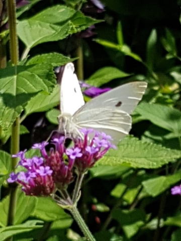 Animaux dans le jardin de Giverny (1) Animaux dans le jardin de Giverny