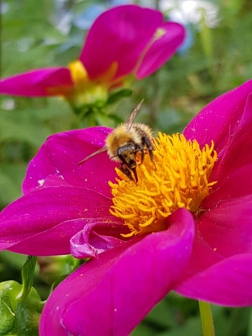 Animaux dans le jardin de Giverny (2) Animaux dans le jardin de Giverny