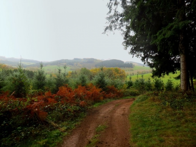 Chemin forestier Tour par La Graviche