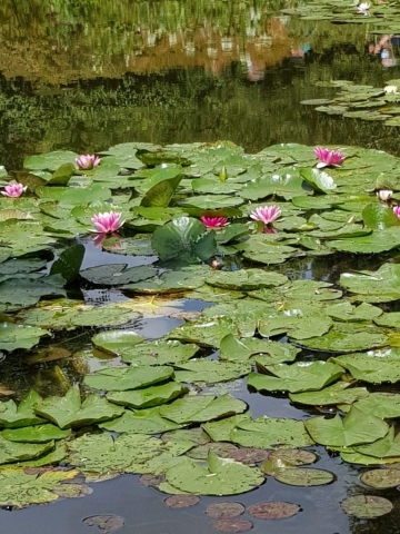 Jardin de Claude Monet à Giverny (10) Jardin de Claude Monet à Giverny