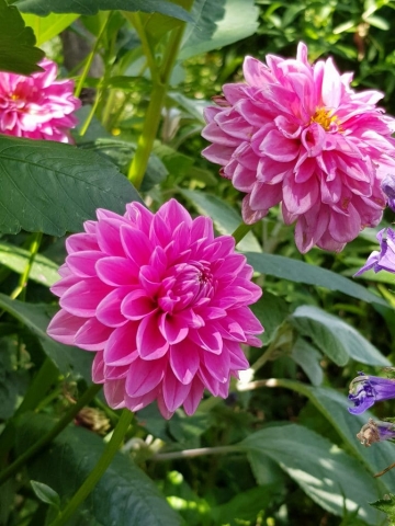 Magnifiques fleurs dans le jardin de Claude Monet à Giverny (3) Magnifiques fleurs dans le jardin de Claude Monet à Giverny