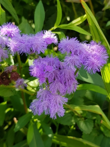 Magnifiques fleurs dans le jardin de Claude Monet à Giverny (4) Magnifiques fleurs dans le jardin de Claude Monet à Giverny
