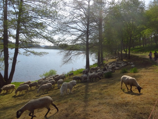 Montons chargés de la tonte au lac des sapins