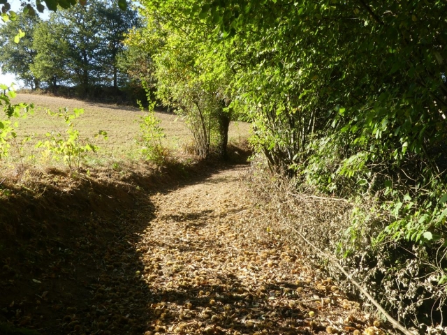 châtaignes le long du chemin menant au Seignard