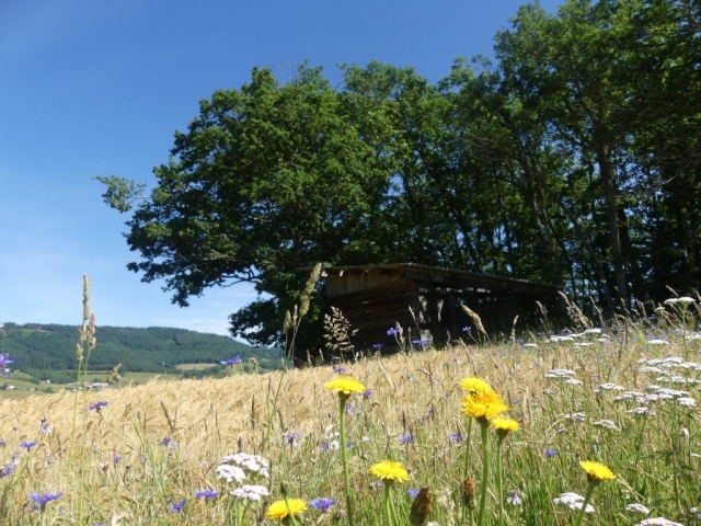 en haut du premier chemin au lac des sapins