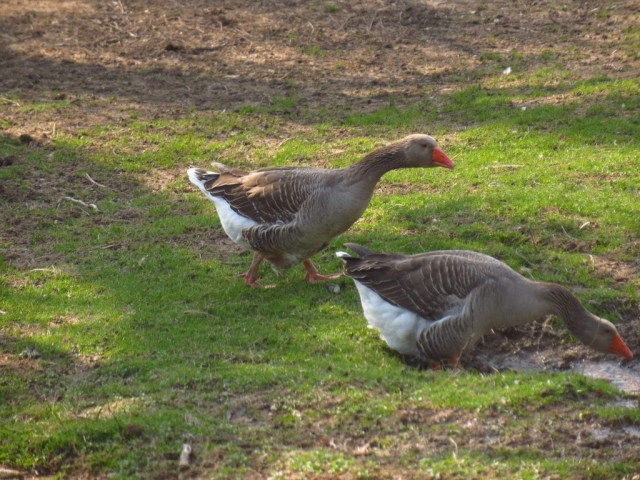 les oies du Seignard