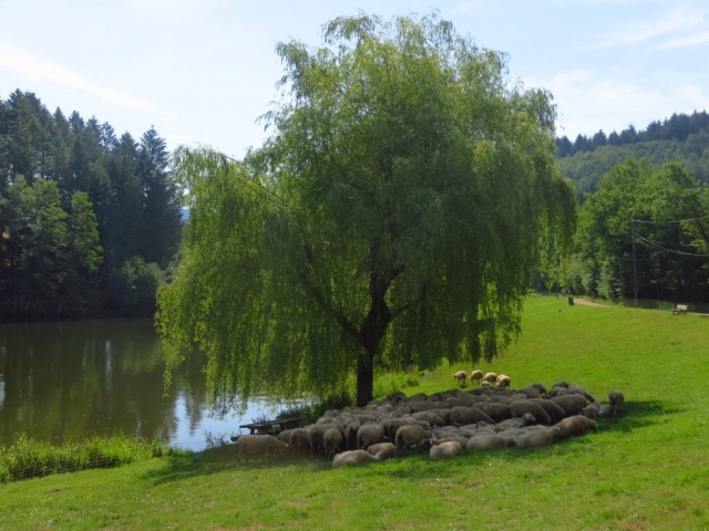 moutons pour un désherbage écologique