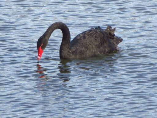 un cygne noir sur le lac des sapins