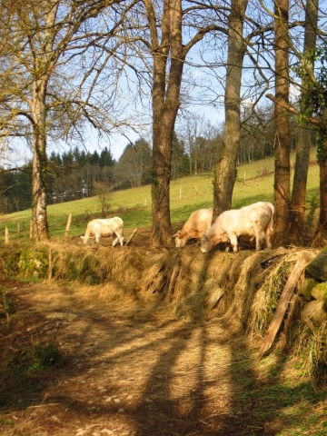 vaches le long du chemin