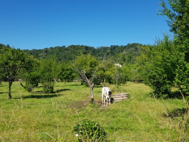 randonnée Jumièges paysage 4 randonnée Jumièges paysage 4