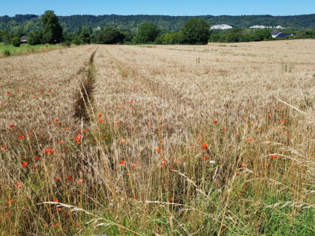 randonnée Jumièges paysage 2 randonnée Jumièges paysage 2
