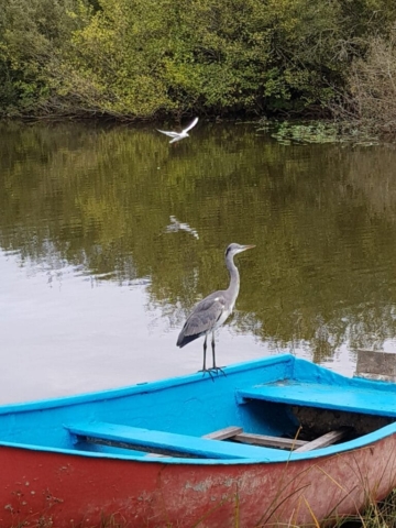 Héron à l'étang d'Aureilhan Héron à l'étang d'Aureilhan
