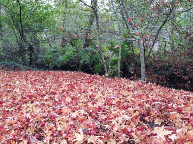 Les couleurs d'automne à Aureilhan Les couleurs d'automne à Aureilhan