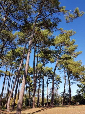 Pins autour du lac d'Aureilhan Pins autour du lac d'Aureilhan