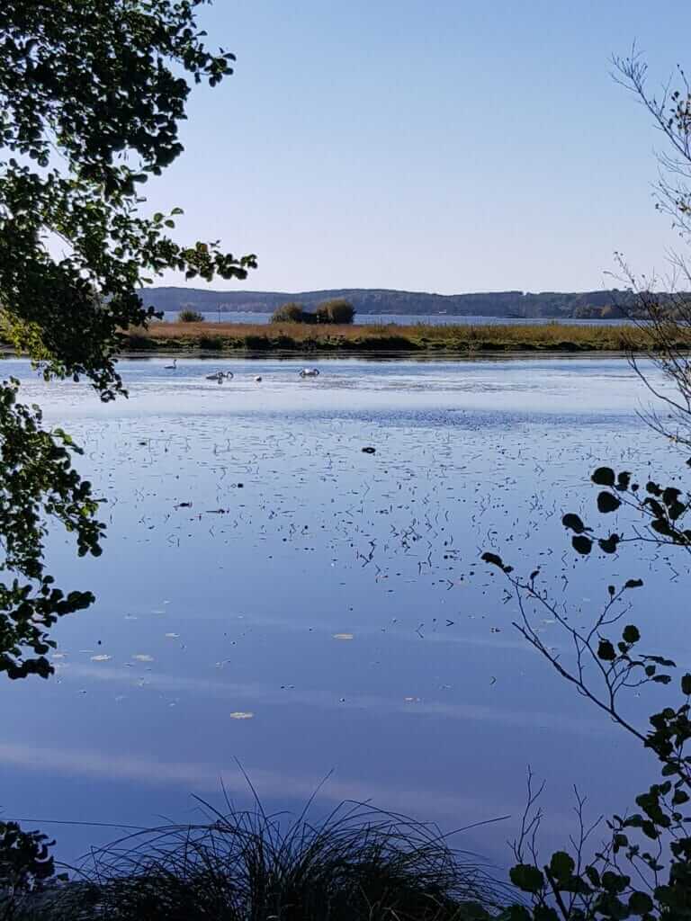 Zone humide des forges