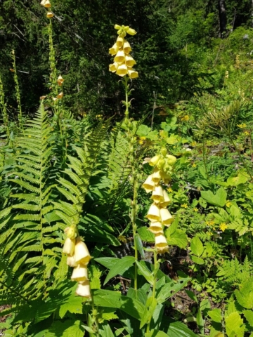 Digitales jaunes Digitales jaunes