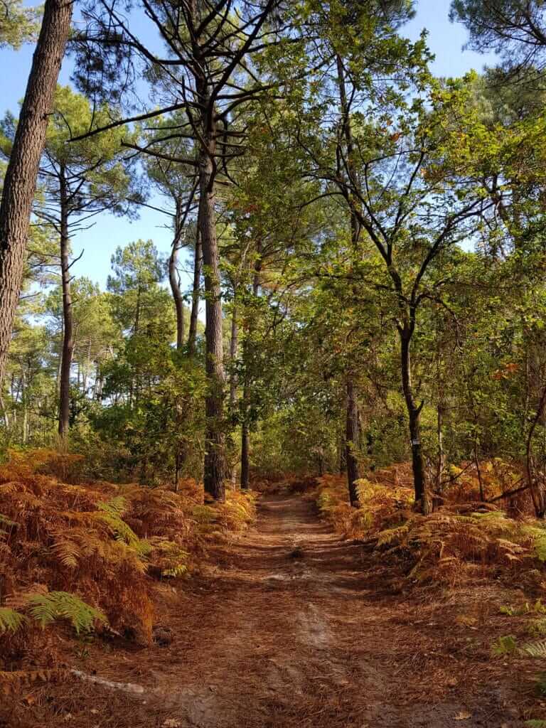 Circuit de Navarrosse Pinède 2