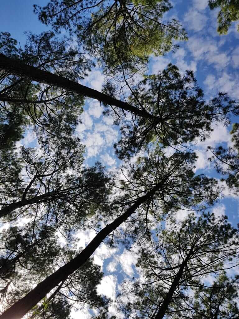 Circuit de Navarrosse Pins