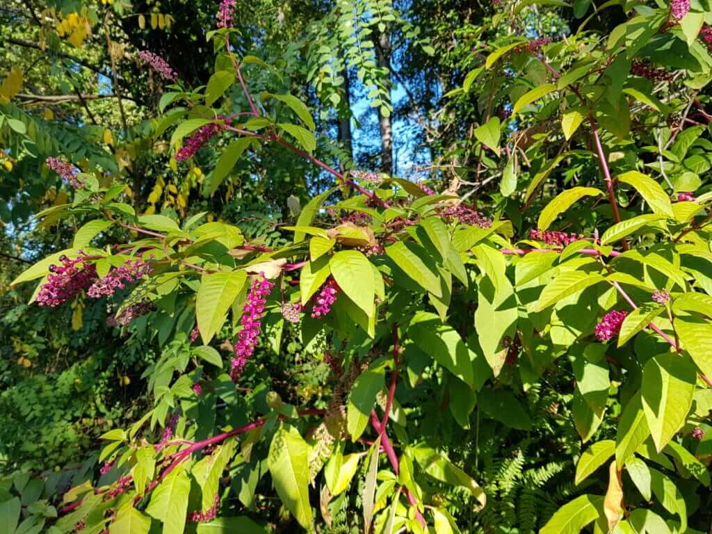 Circuit de Saint-Paul-le-Vieux Arbre sur le chemin avant la route