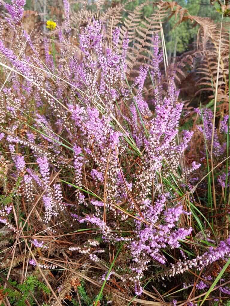 Circuit des Forges Bruyère