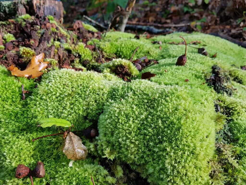 Circuit des Forges Dans la forêt galerie du ruisseau de la Forge