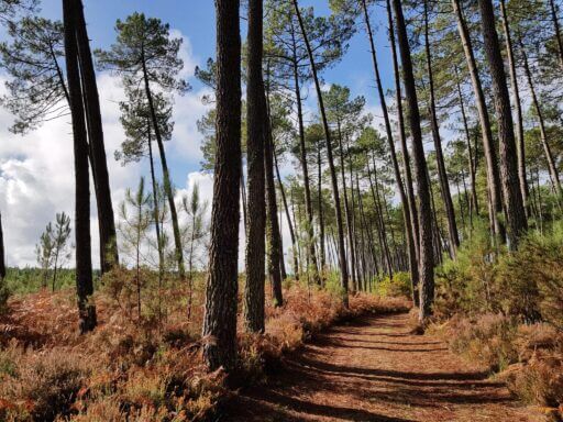 Circuit des Forges Magnifique sentier dans les pins (1)