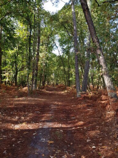 Circuit des Forges Magnifique sentier dans les pins (2)