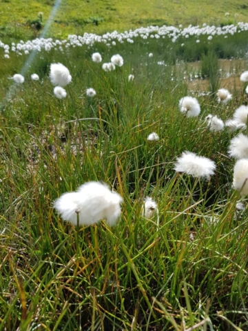 Drôle de fleur Refuge du mont Thabor Drôle de fleur Refuge du mont Thabor