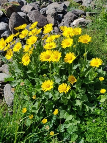 Du jaune respledissant Refuge du mont Thabor Du jaune respledissant Refuge du mont Thabor