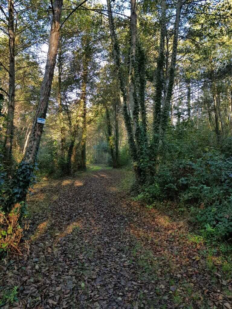En arrivant vers l'étang d'Aureilhan