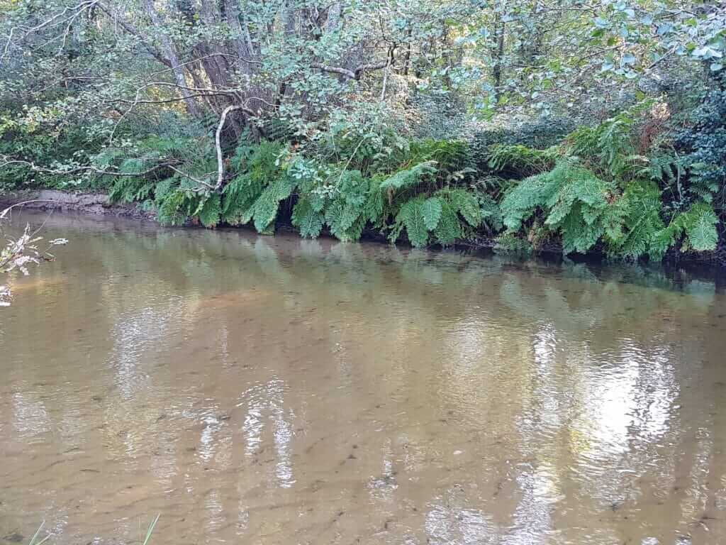 Fougères le long de l'escource