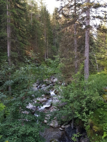 Le charmaix à travers la forêt Le charmaix à travers la forêt