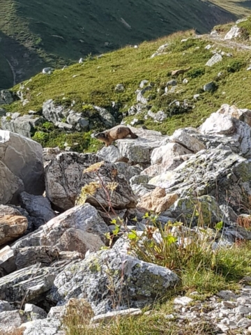 Marmote en montant au refuge du Thabor Marmote en montant au refuge du Thabor
