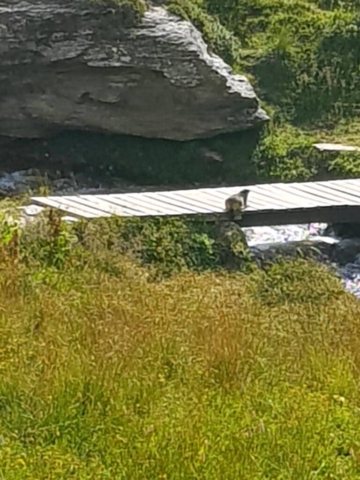 Marmotte sur le chemin Marmotte sur le chemin