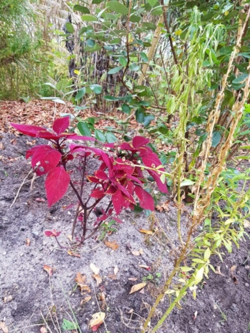 Plante promenade fleurie Plante promenade fleurie