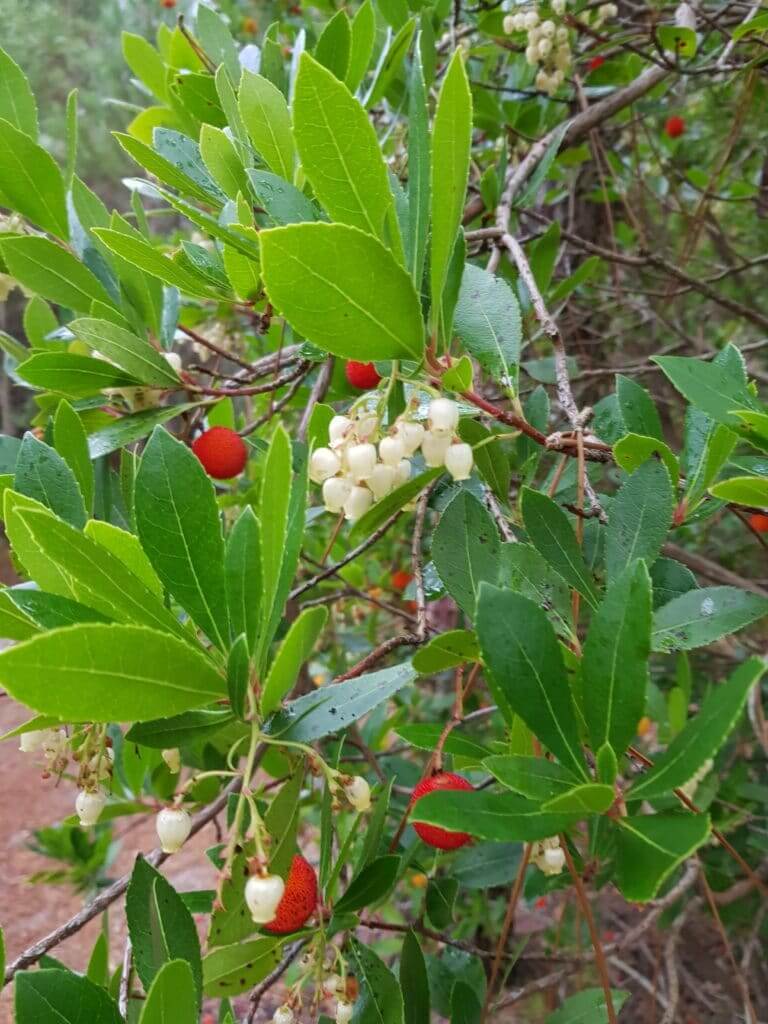 Sentier de la Mallouèyre Arbousier 2