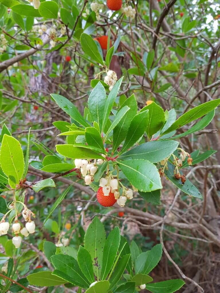 Sentier de la Mallouèyre Arbousier