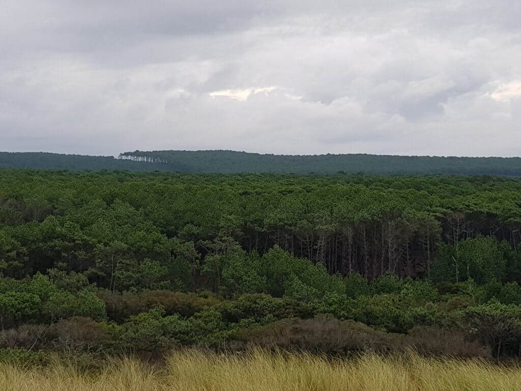 Sentier de la Mallouèyre Derrière la dune (1)