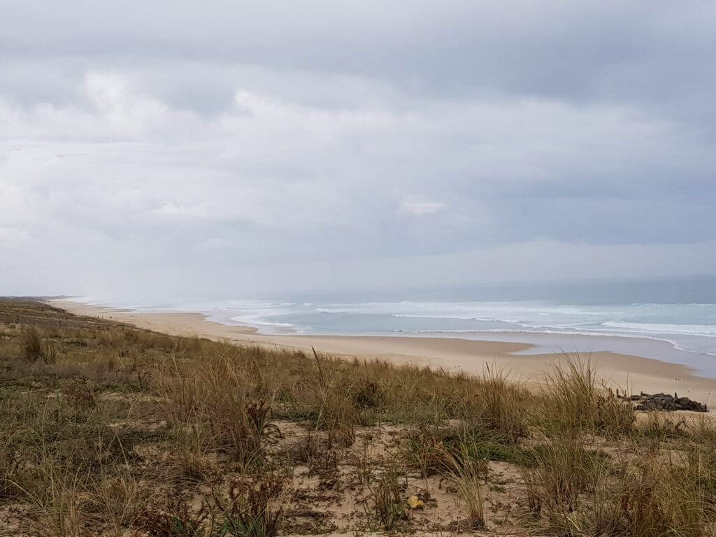 Sentier de la Mallouèyre Paysage dune landaise (1)